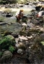 Panning for gold on the Collawash River